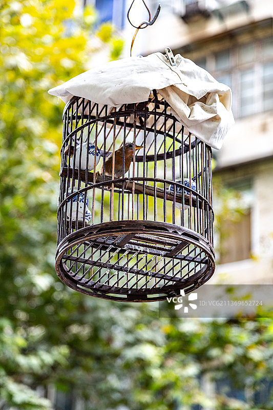 公园树上的鸟笼图片素材