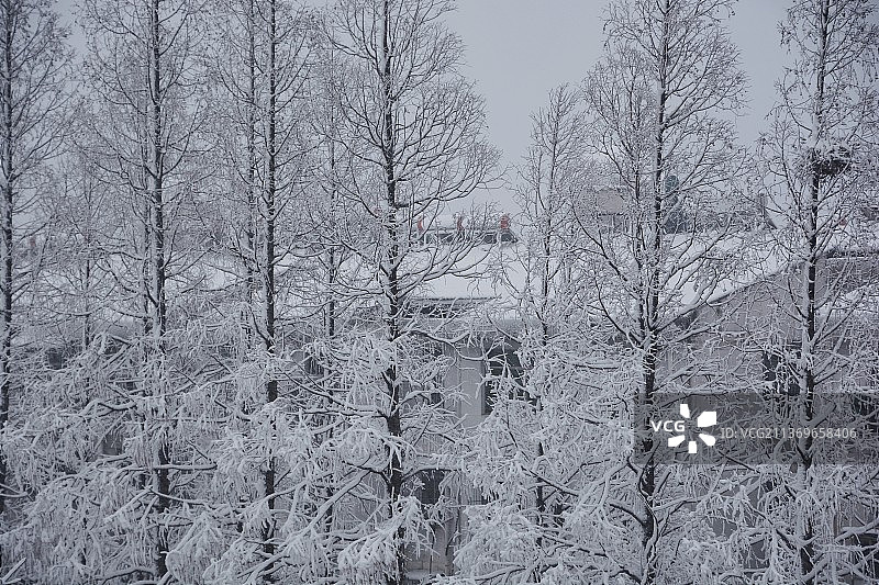 水杉树上的积雪图片素材