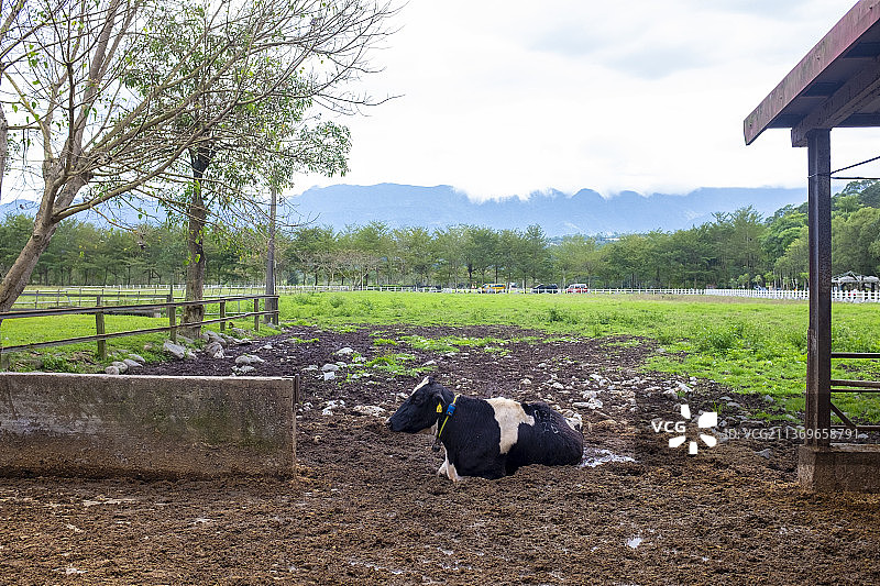 奶牛牧场图片素材