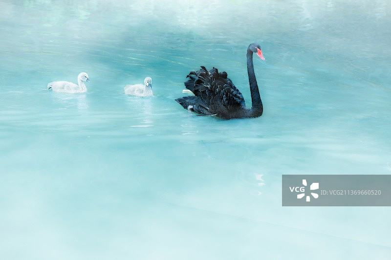 天鹅小天鹅雏鸟亲情陪伴图片素材