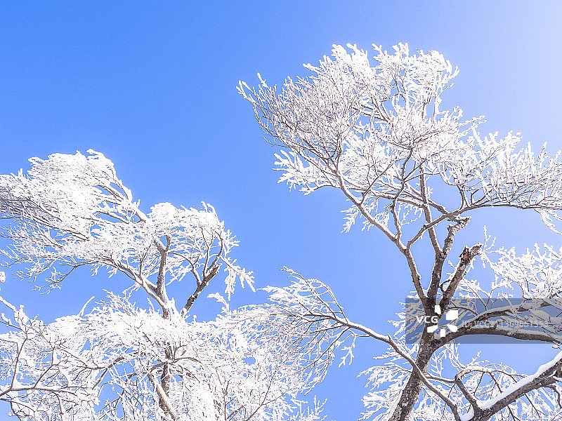 黄山雪景树梢雪后雾凇枝头雪图片素材