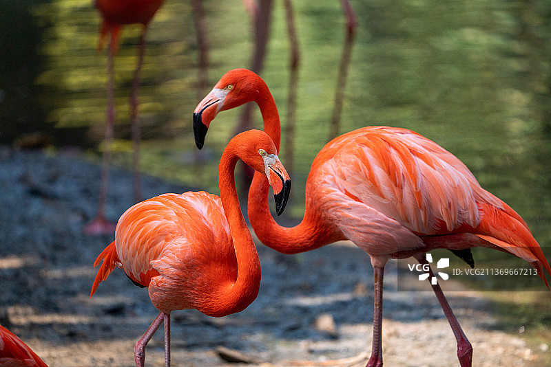火烈鸟保护动物特写图片素材