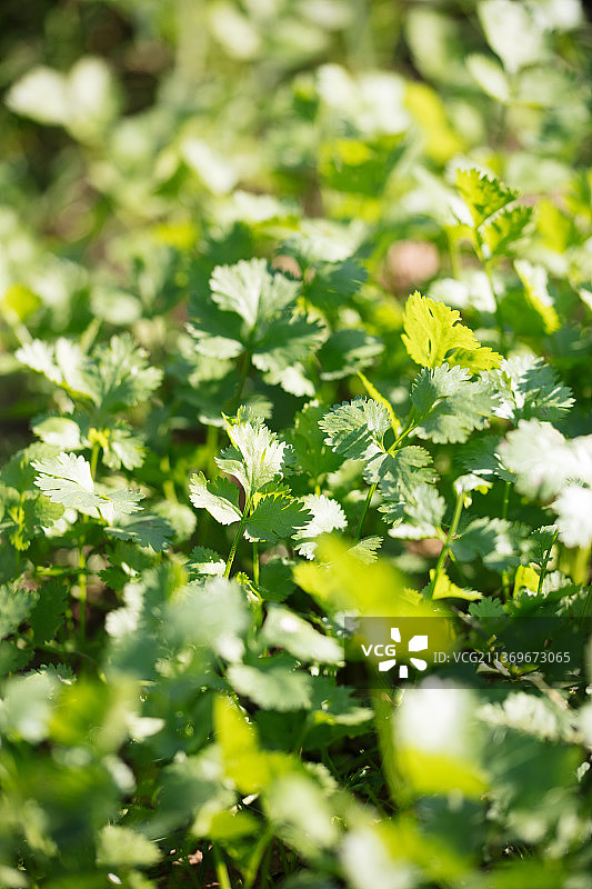 生长的新鲜香菜特写镜头图片素材