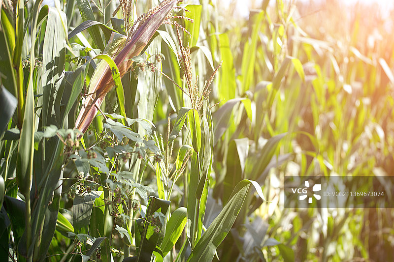 夏末夕阳照射下的玉米地图片素材