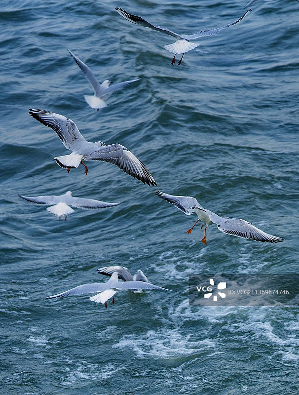 逐浪红嘴鸥竖版图片素材