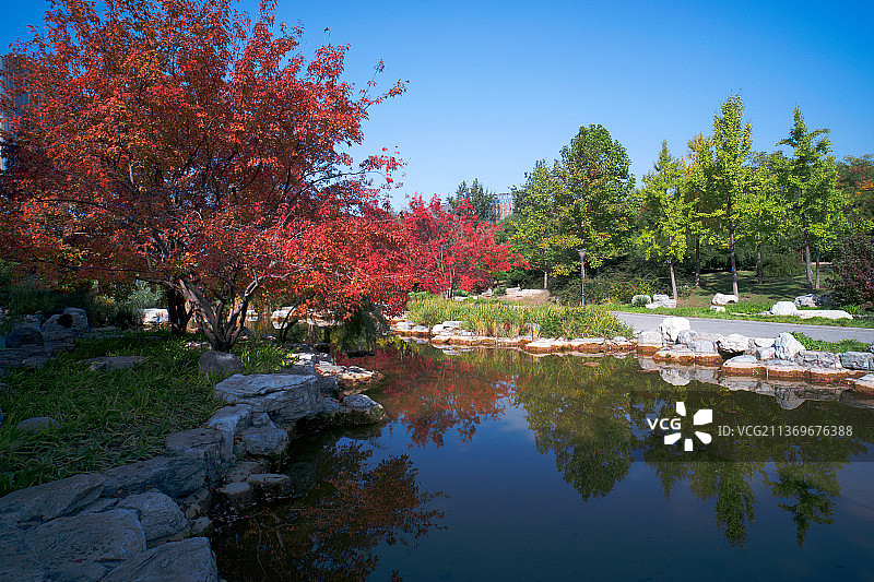 北京朝阳区大望京公园内的秋景图片素材