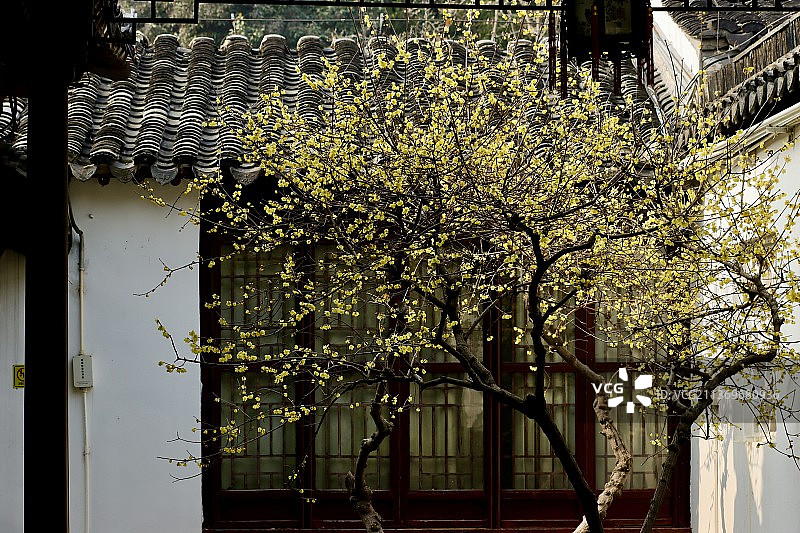 墙角数枝梅图片素材