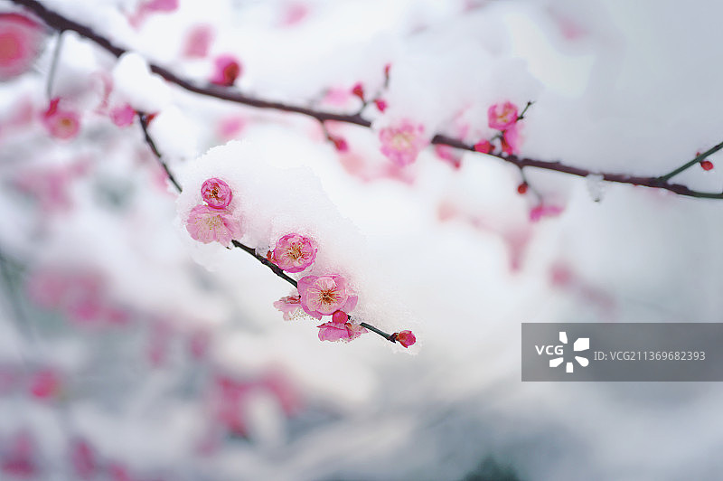 雪中梅花图片素材