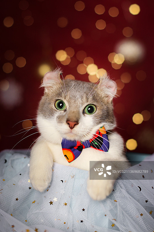 宠物猫卷耳猫幼猫图片素材