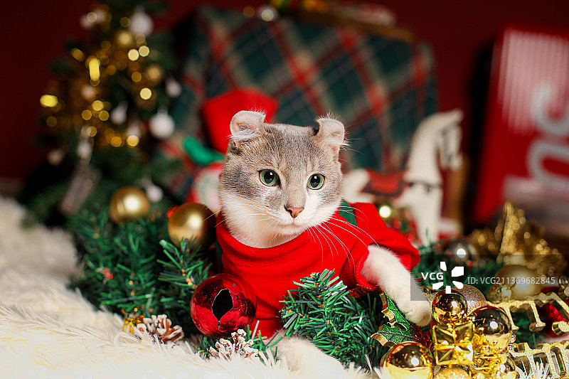 宠物猫卷耳猫幼猫图片素材