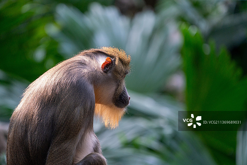 猩猩猴子特写动物可爱图片素材