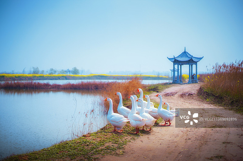 春天的渊子湖+江苏省徐州市丰县梁寨镇渊子湖图片素材