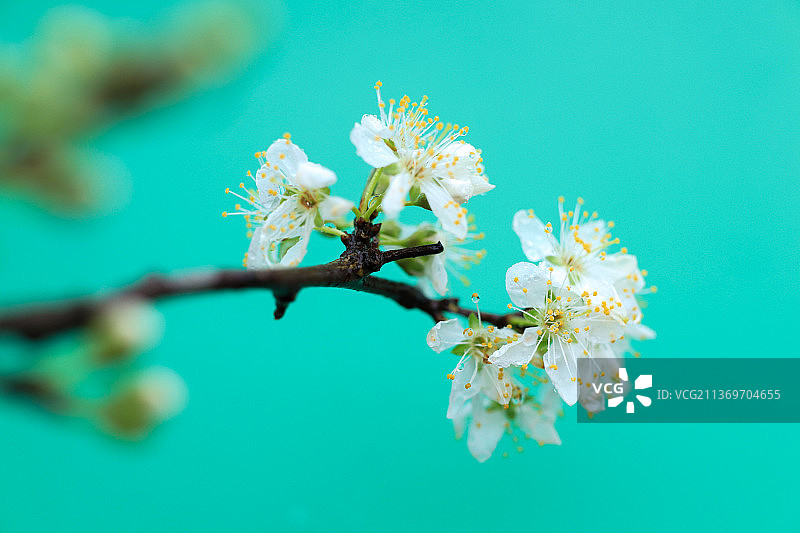 雨中花图片素材
