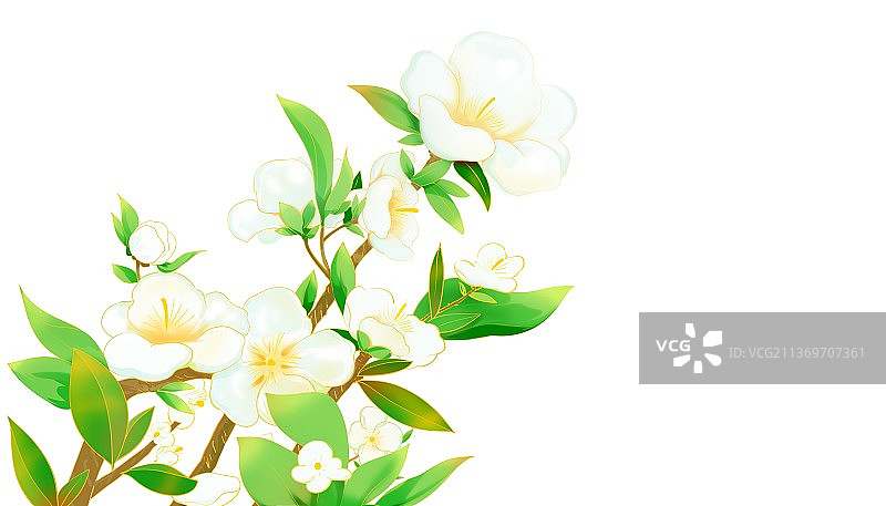 白色背景下开花植物的特写镜头图片素材