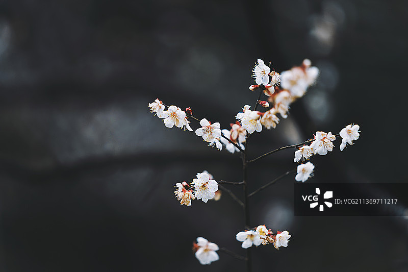 杭州超山盛开的梅花图片素材