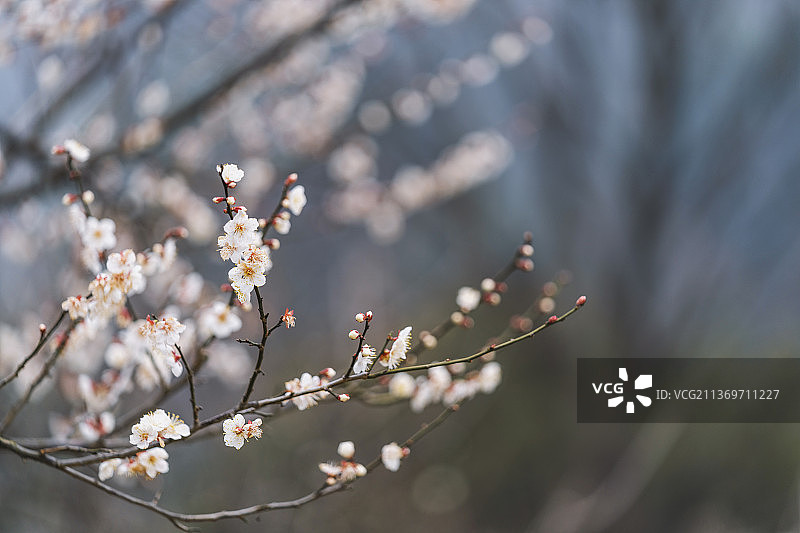 杭州超山盛开的梅花图片素材
