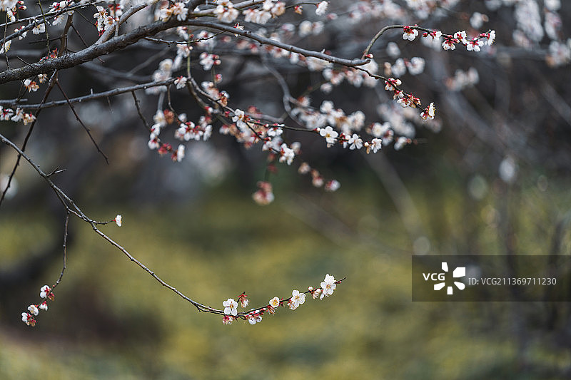 杭州超山盛开的梅花图片素材
