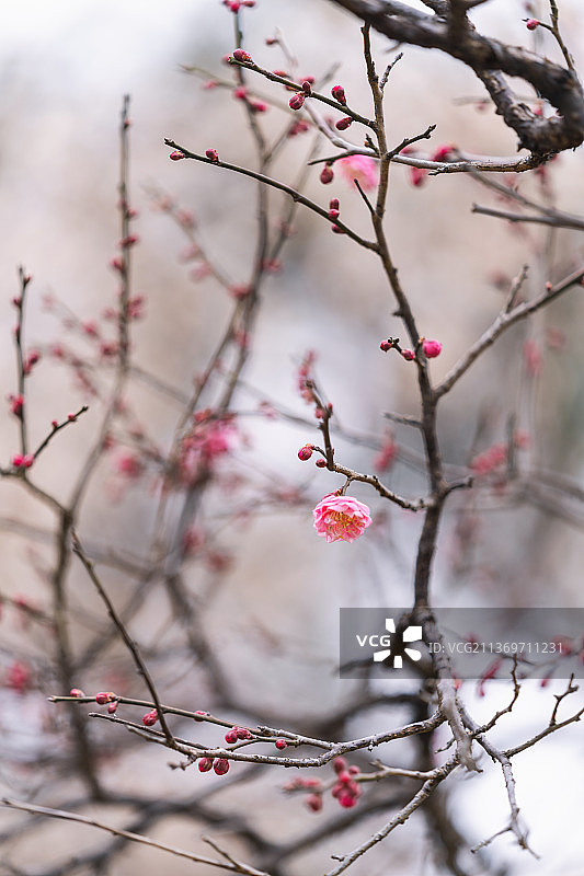 杭州超山盛开的梅花图片素材