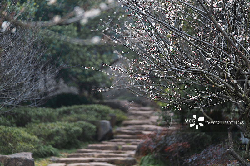 杭州超山盛开的梅花和石板路图片素材
