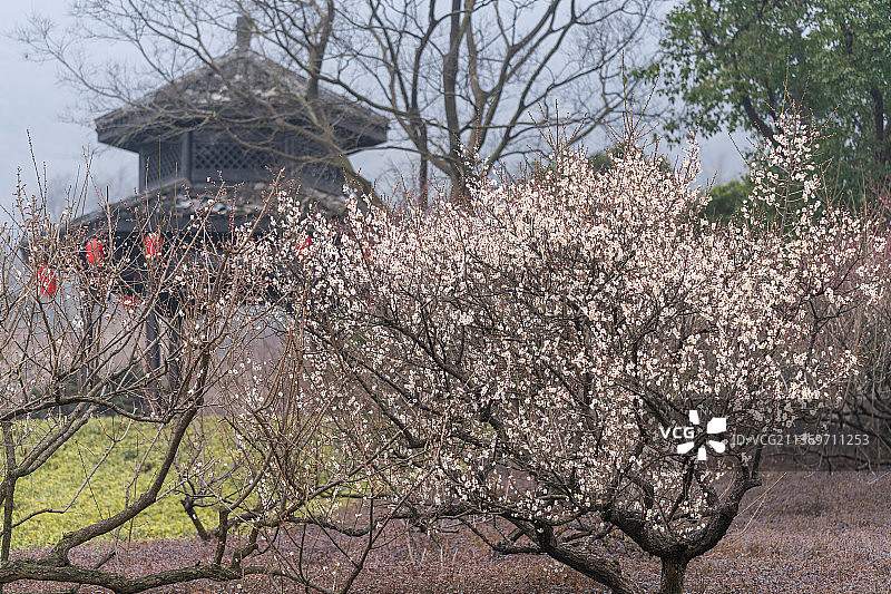 杭州超山盛开的梅花和亭子图片素材