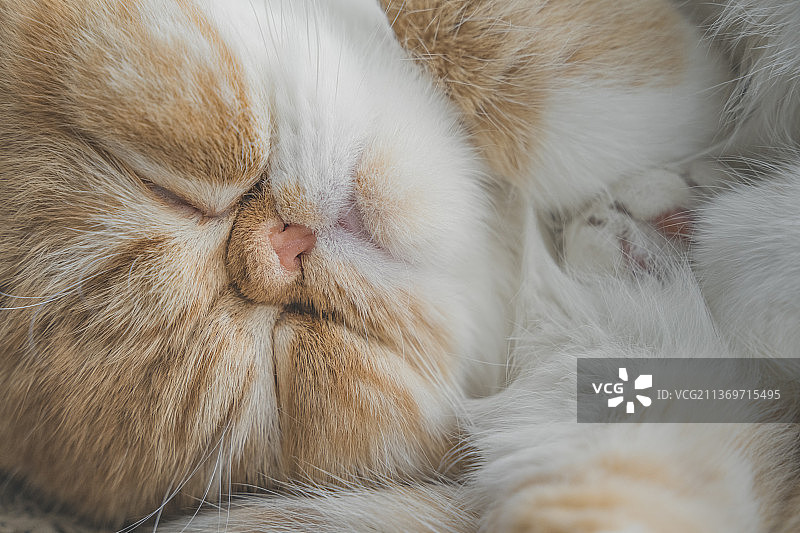 熟睡的小猫图片素材