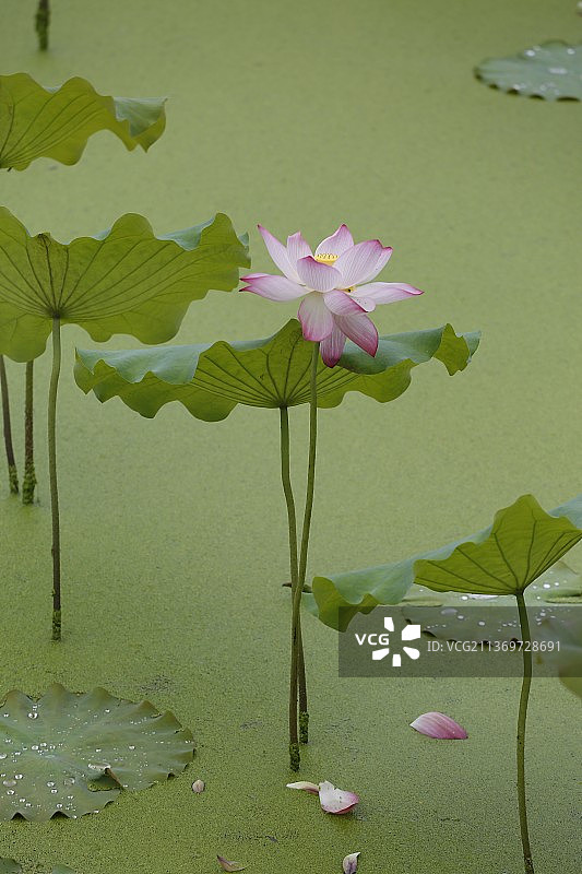 舞步轻盈图片素材