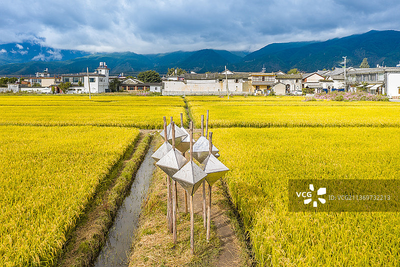 云南大理喜洲古镇的金色稻田图片素材