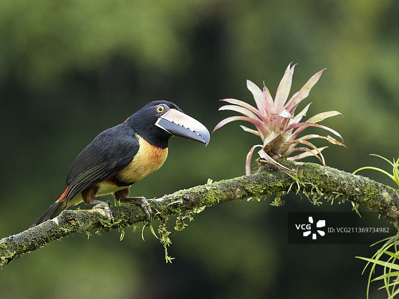 领噪鵎鵼图片素材