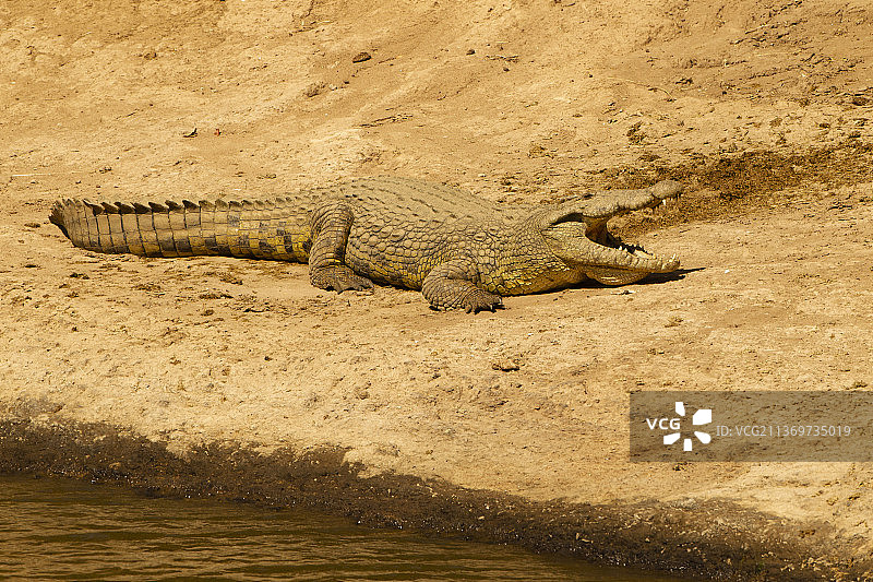 尼罗鳄图片素材
