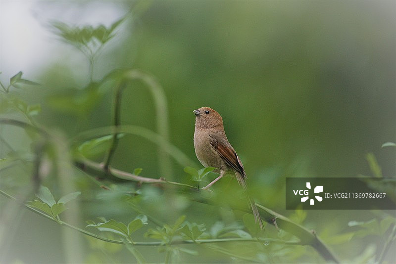 棕头鸦雀20210516拍摄南通市南川园公园图片素材