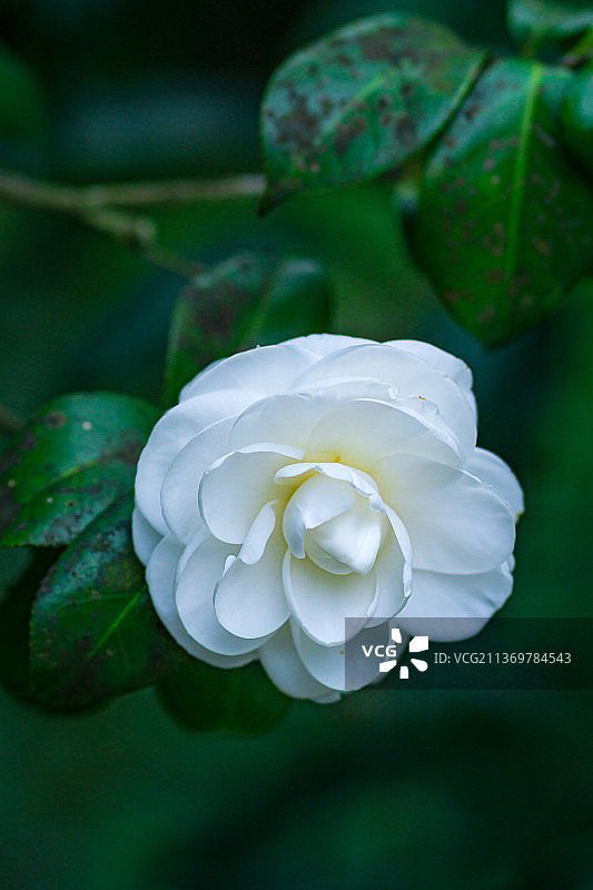 园林园艺白色山茶花特写花蕾图片素材