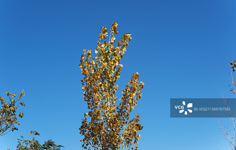 北方秋季蓝天下的杨树图片素材