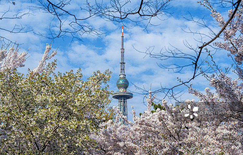 春天从中山公园仰拍带蓝天白云背景和樱花前景的青岛电视塔图片素材