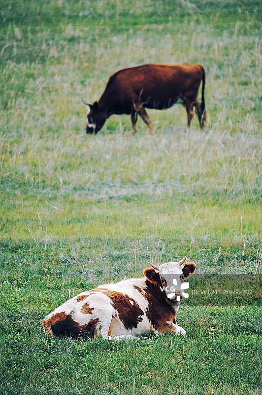 奶牛图片素材