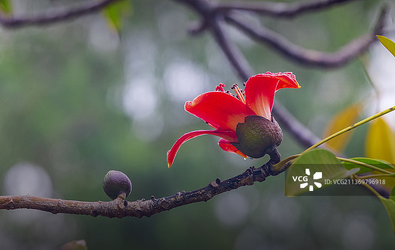 木棉花开迎春来图片素材
