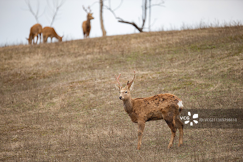 良渚的鹿图片素材