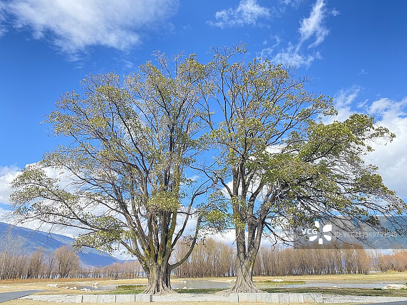 大理-海舌公园夫妻树图片素材