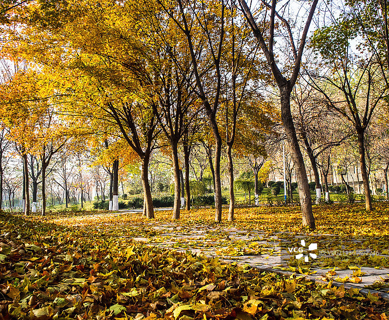 郑州，荥阳，植物园，人民公园秋色图片素材