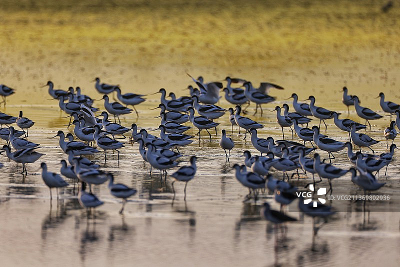寒潮袭粤，约十万候鸟齐聚南沙湿地图片素材