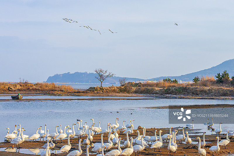 山东荣成俚岛镇越冬大天鹅图片素材