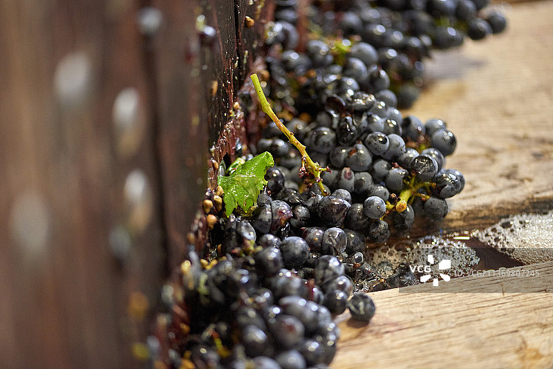 法国香槟区黑皮诺葡萄榨汁机图片素材