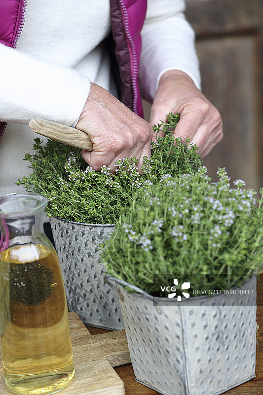 花盆中开花的百里香，用于自制百里香糖浆（止咳药）图片素材