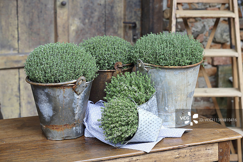 锌罐里的百里香图片素材
