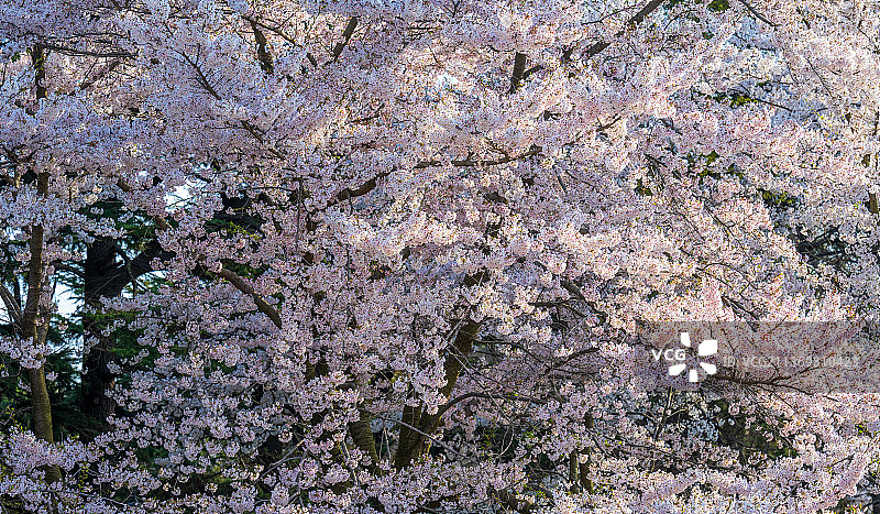 春天里阳光下的樱花树图片素材