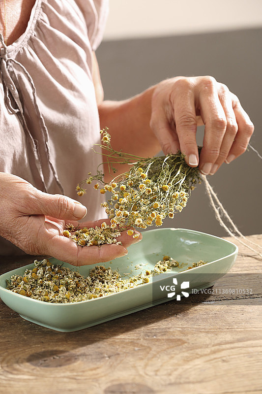 从干燥的药草中剥离花朵图片素材