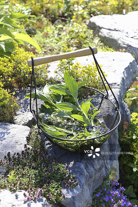 用于头发护理的装满新鲜草药（皂wort和迷迭香）的篮子图片素材