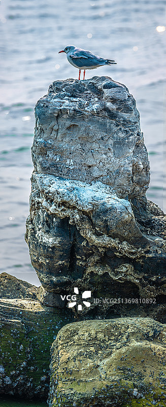 海边岩石上的小鸟图片素材