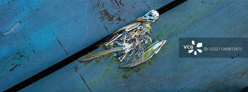 死亡的小鸟干尸图片素材