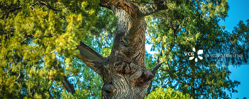 北京大觉寺古树特写图片素材