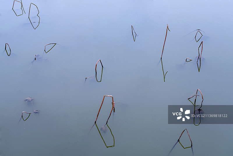 残荷掠影图片素材